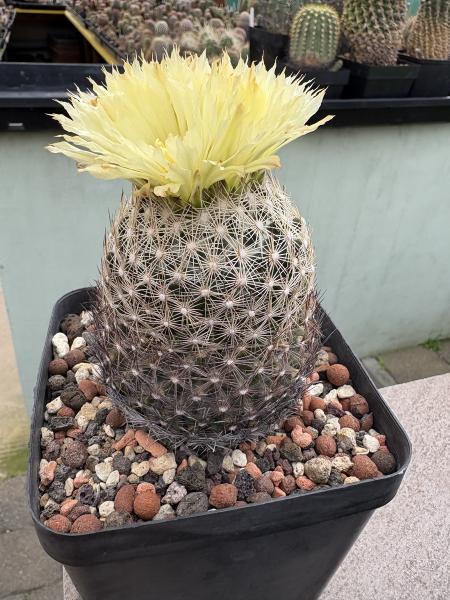 Coryphantha radians